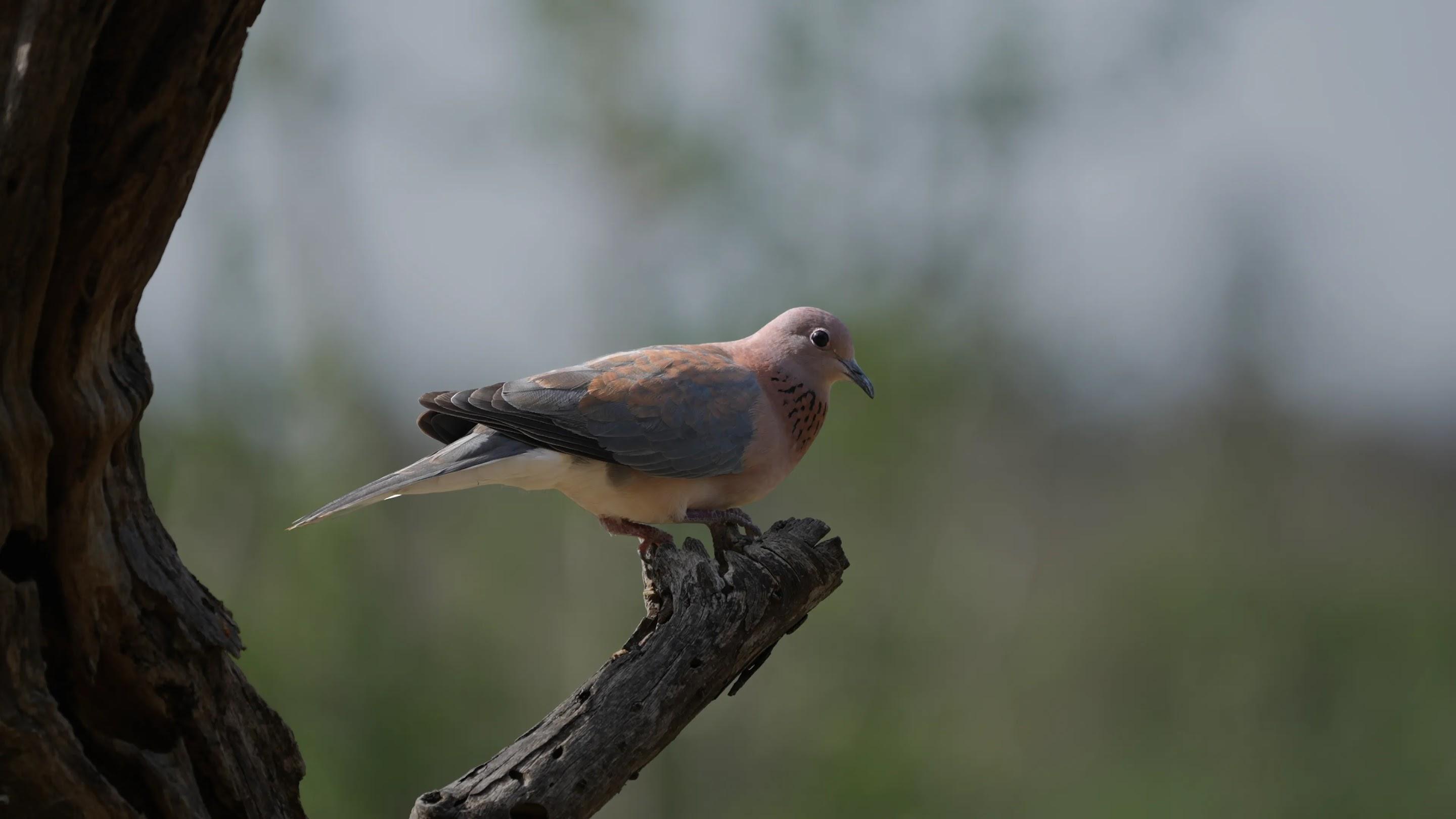 Pixel Sound Matters: Dawn Chorus